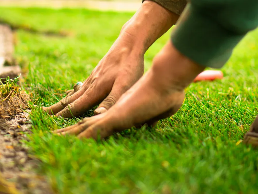 Starting a Healthy Lawn in North Texas