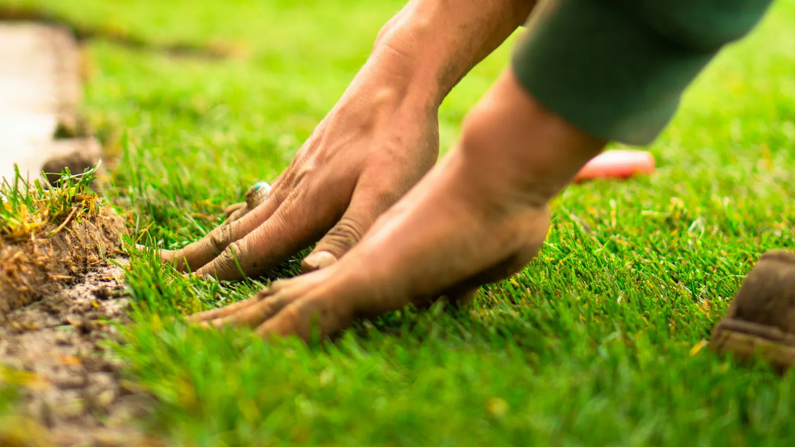 Starting a Healthy Lawn in North Texas